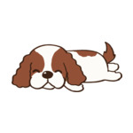 Mix Cavalier-King-Charles-Spaniel