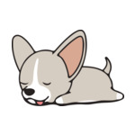 Gray Chihuahua1