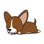 Brown Chihuahua