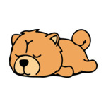 Brown Chow-Chow-2