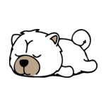 White Chow-Chow