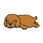 Brown Cockapoo-2