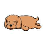 Brown Cockapoo