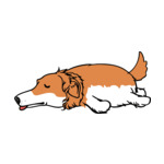 Mix Cocker-Spaniel