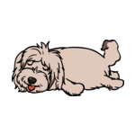 Gray Coton-de-Tulear-2