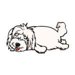 White Coton-de-Tulear