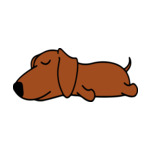 Brown Dachshund