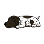 Mix Dalmatian