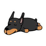 Black Doberman