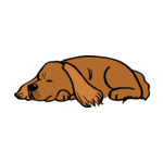 Brown English-Cocker-Spaniel