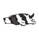 Mix English-Springer-Spaniel