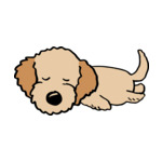 Brunette Golden-Retriever
