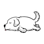 White Great-Pyrenees