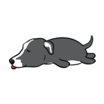 Gray Greyhound
