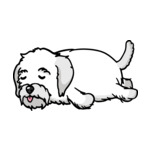 White Havanese-3