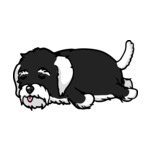 Black Havanese