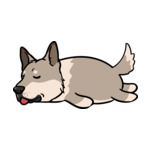 Gray Husky-2