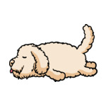 Brunette Labradoodle-2