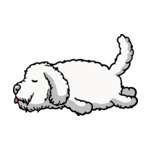 White Labradoodle-3