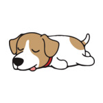 Mix Labrador-2