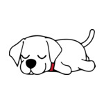 White Labrador
