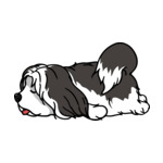 Mix Lhasa-Apso-2