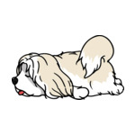 Mix Lhasa-Apso