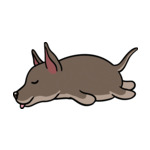 Brown Mexican-hairless-2