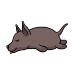 Brown Mexican-hairless