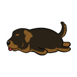 Brown Newfoundland