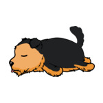 Mix Norfolk-Terrier