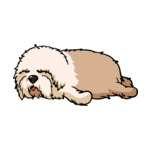 Brunette Old-English-Sheepdog