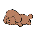 Brown Poodle