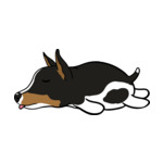 Mix Rat-Terrier-2