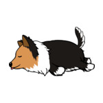 Mix Rough-Collie1