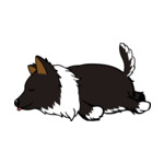 Mix Rough-Collie3