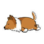 Mix Rough-Collie