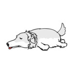 White Saluki-2