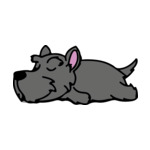 Gray Scottish-Terrier