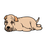 Brunette Shar-Pei