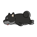 Black Shiba-2
