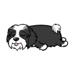 Black Tibetan-Terrier