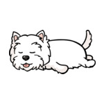 White Westie