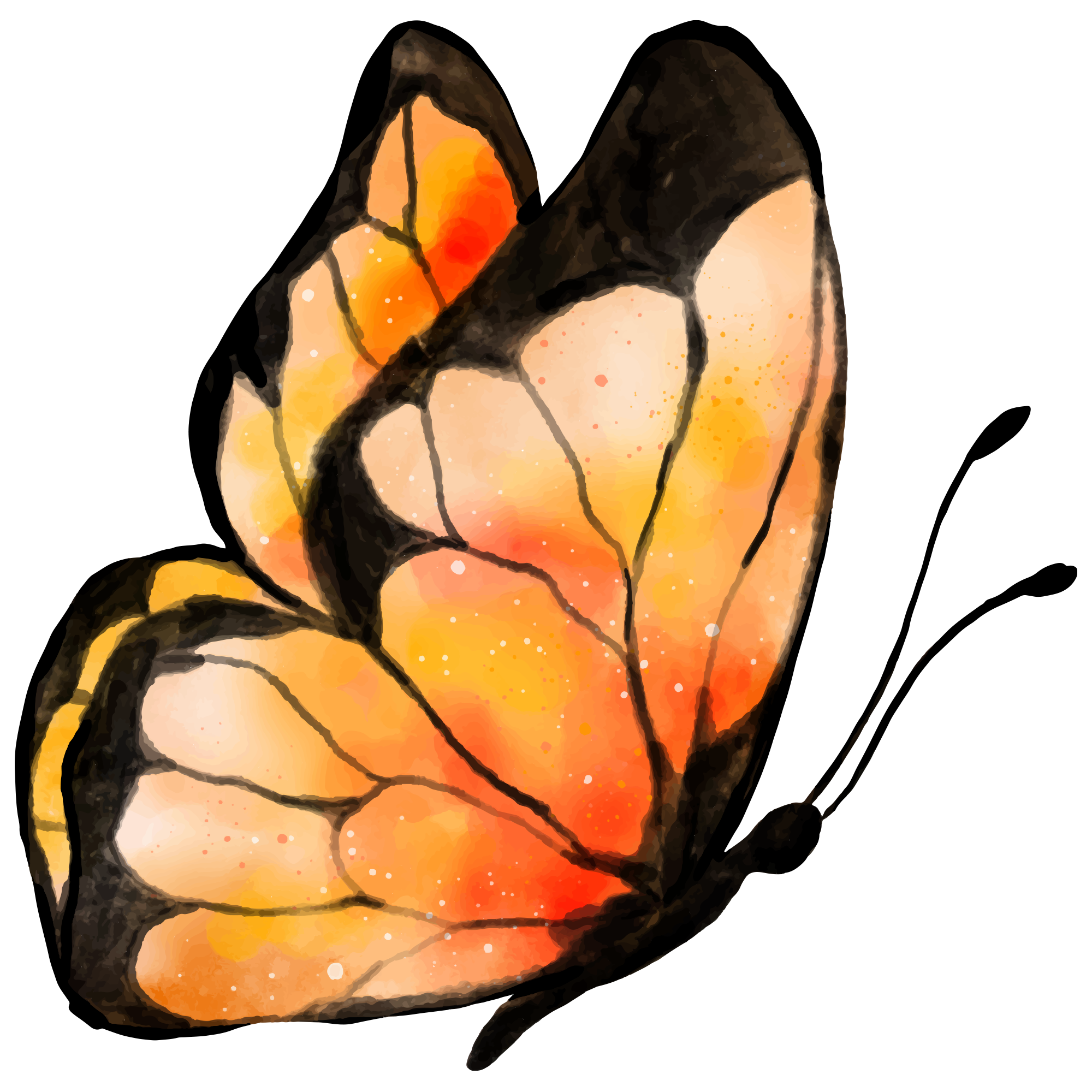 Butterfly 2