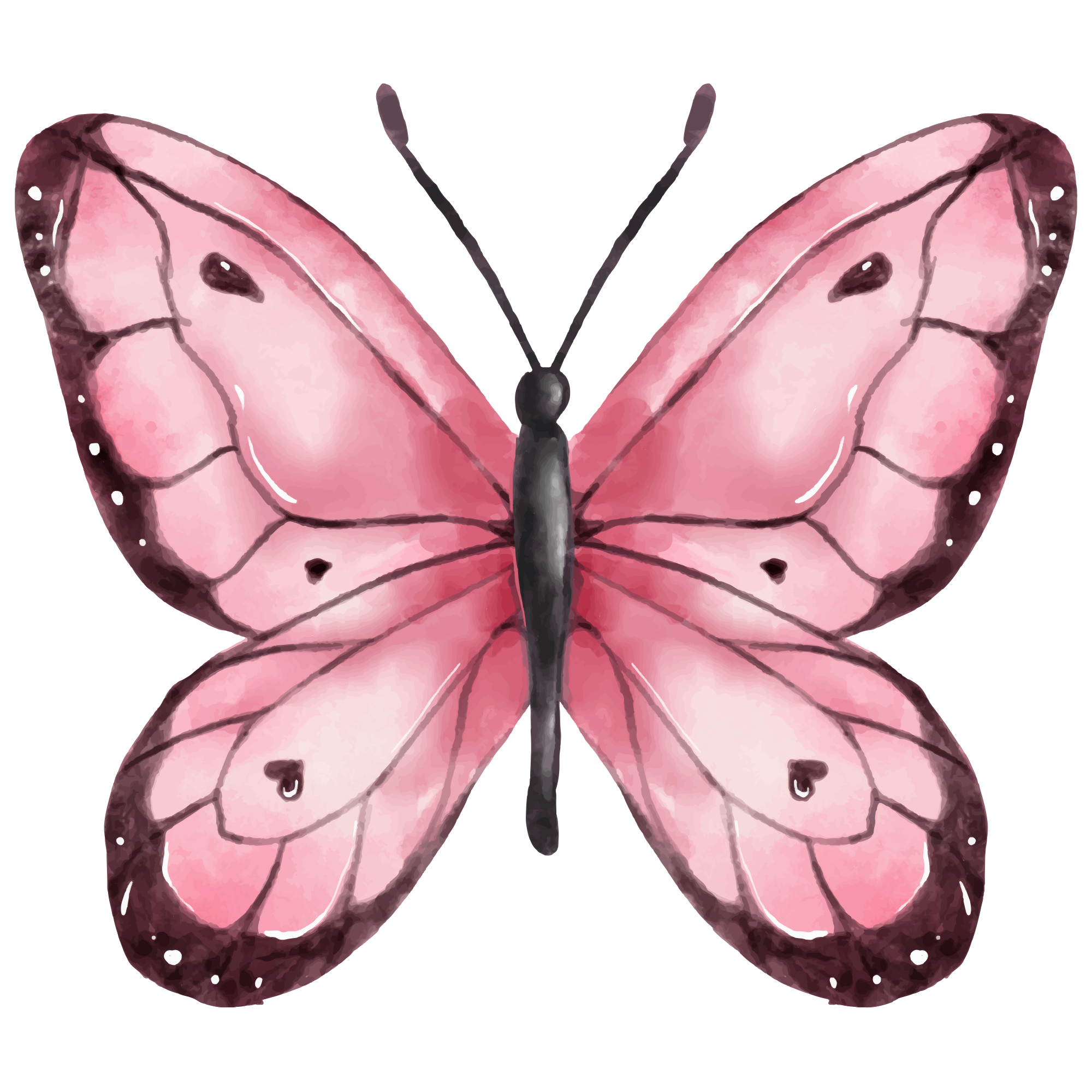 Butterfly 5
