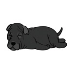 Black mastiff